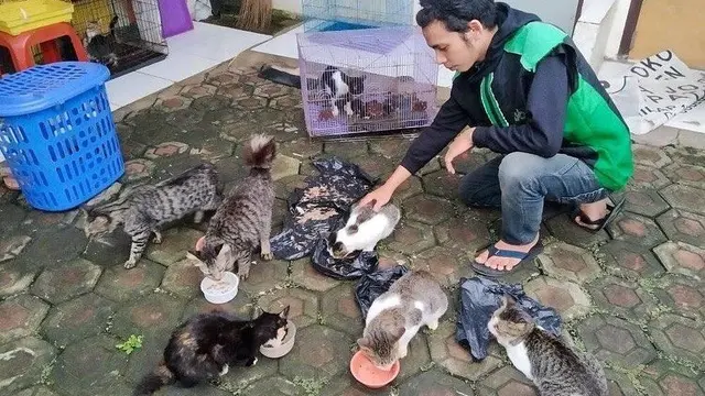 Aksi Ojol Selamatkan Kucing