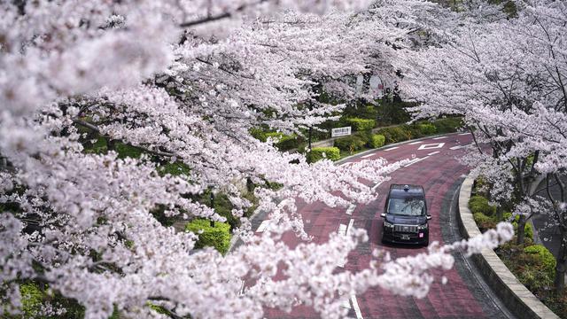 Jepang Nikmati Musim Bunga Sakura di tengah Kekhawatiran COVID-19