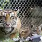 Seekor Harimau Sumatera, Sean bersama bersama dua dari tiga anaknya berada di dalam kandang di Bali Zoo, Gianyar, Sabtu (28/7). Tiga bayi kembar Harimau Sumatera ini merupakan kelahiran pertama Harimau Sumatera di Bali Zoo. (AP/Firdia Lisnawati)