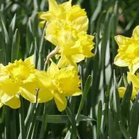 Bunga Narsis. (Sumber foto: yourtango.com)