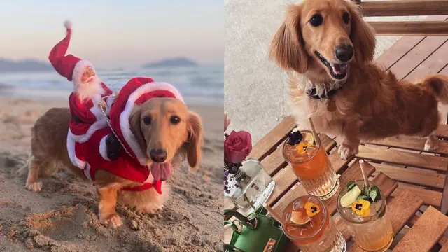 Sosok Fifi Si Anjing Viral yang Terbang Naik Business Class ke Paris (Sumber: Instagram/fifilittledariling)