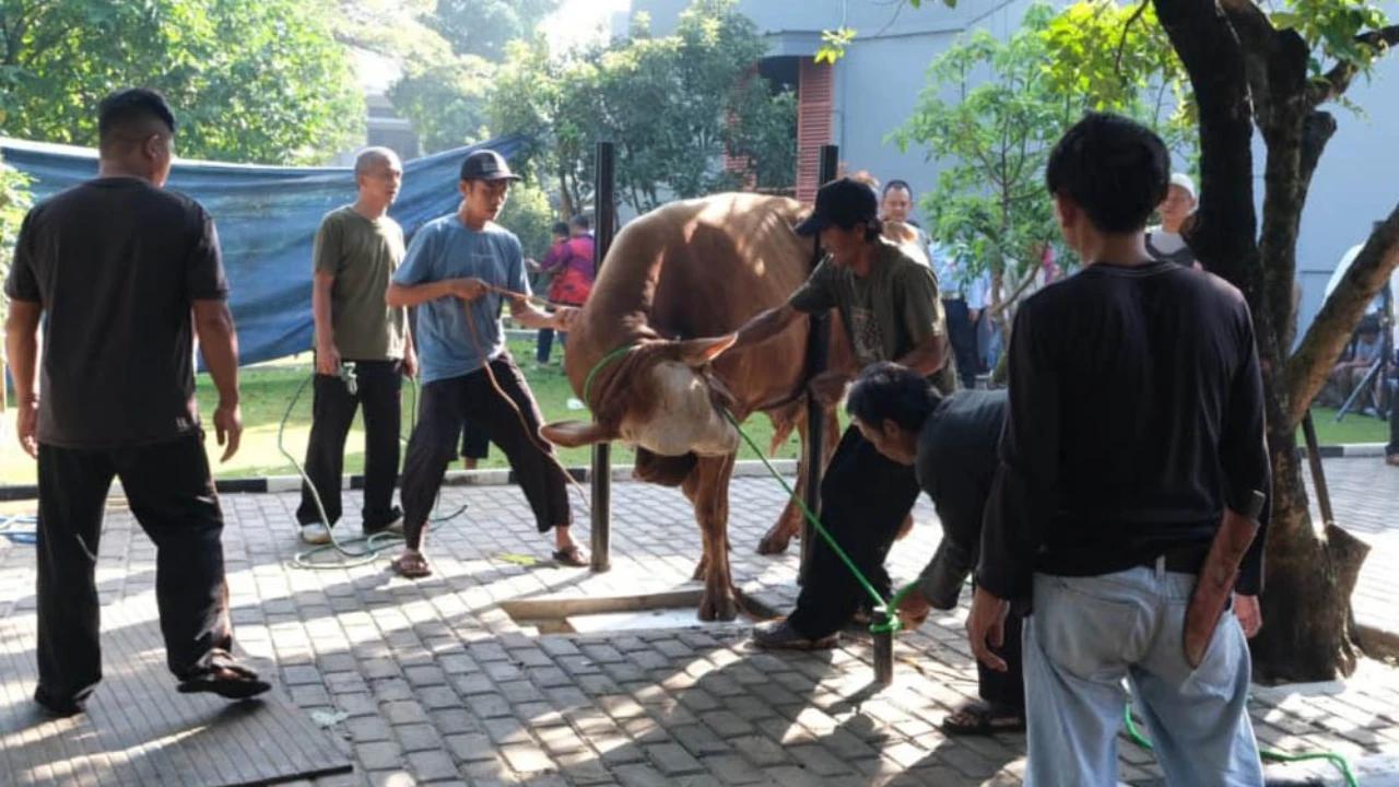FOTO: Koopsudnas Salurkan Semangat Berkurban Lewat 27 Hewan Kurban