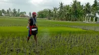 Akibat kekurangan air tanaman padi di Banyuwangi rusak dan menguning (Hermawan Arifianto/Liputan6.com)