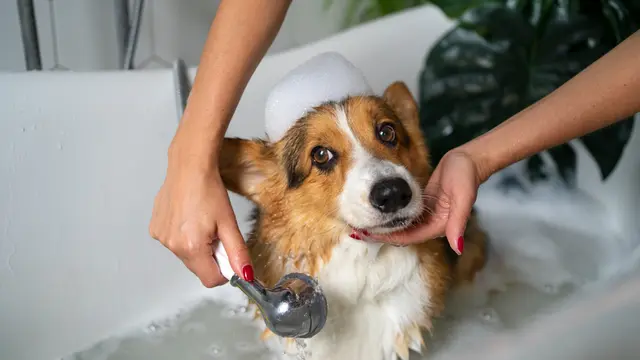 Dog Bath