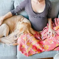 Anjing-anjing berikut ini nampak begitu mengharapkan kelahiran bayi majikannya.