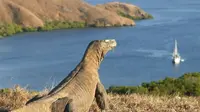 Pulau Komodo Provinsi Nusa Tenggara Timur (NTT).Foto Istimewah