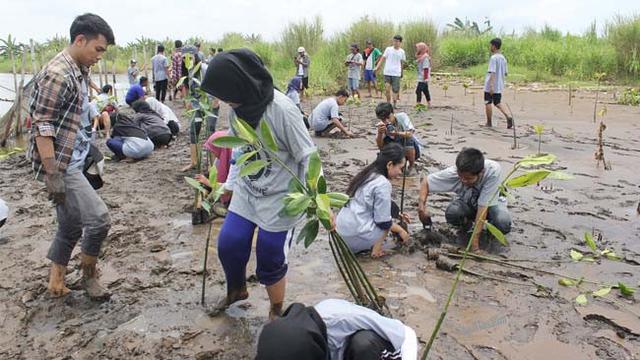 Mahasiswa Cinta Alam, Tanam 1000 Mangrove di Pantai Trisik