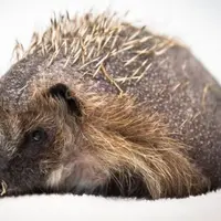 Seekor landak di Inggris diketahui tengah stres karena masa lalu buruk. Durinya sampai habis. Hiks, mengenaskan.