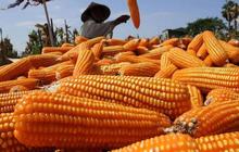 Kementan Siapkan Jurus Jitu Stabilkan Harga Pakan Ternak, Jagung Turun Tipis Tapi Peternak Tetap Waspada!