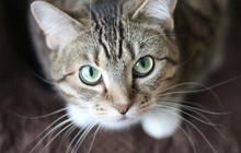 10 Makanan Kucing Menyusui Buatan Sendiri, Berkualitas dan Kaya Nutrisi