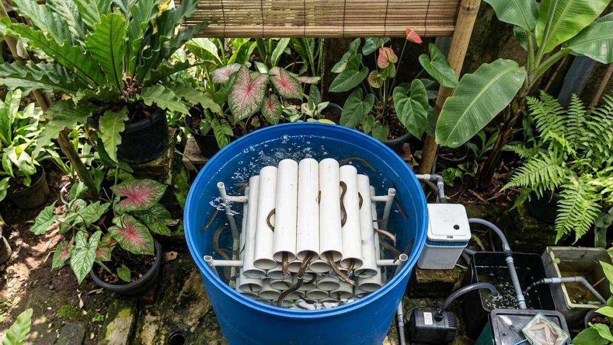 Cara Budidaya Belut di Paralon untuk Lahan Sempit, Solusi Praktis Panen Melimpah di Pekarangan Rumah