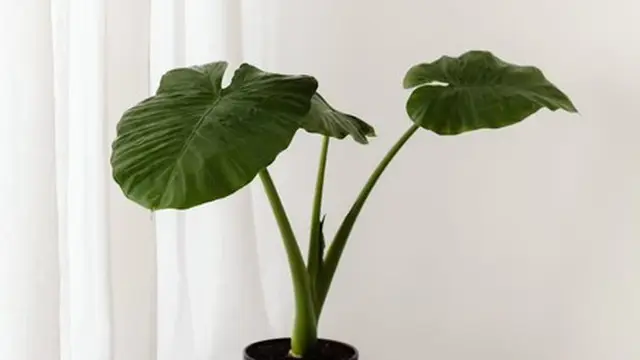 Alocasia Frydek