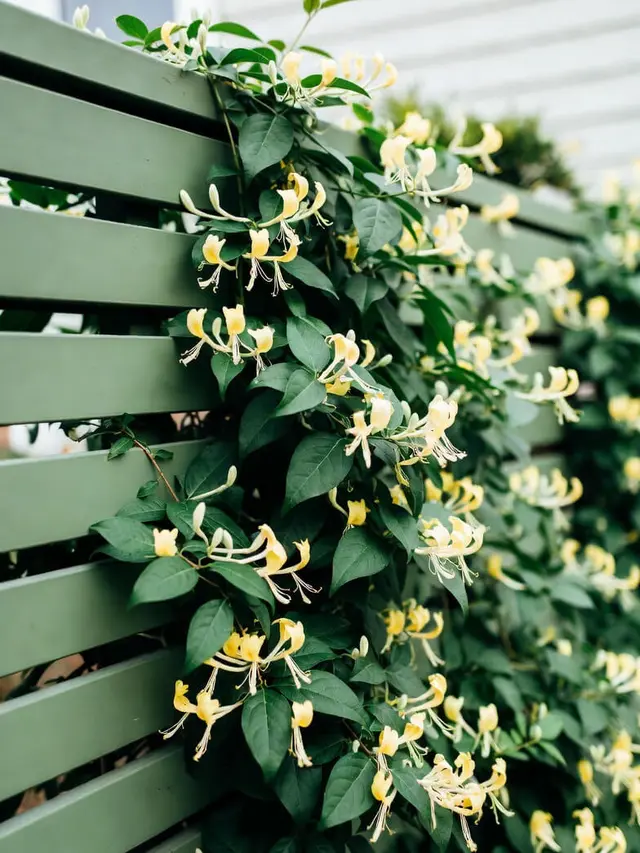 Model Pagar Rumah Tanaman Rambat Hidup Konsep Green Fence