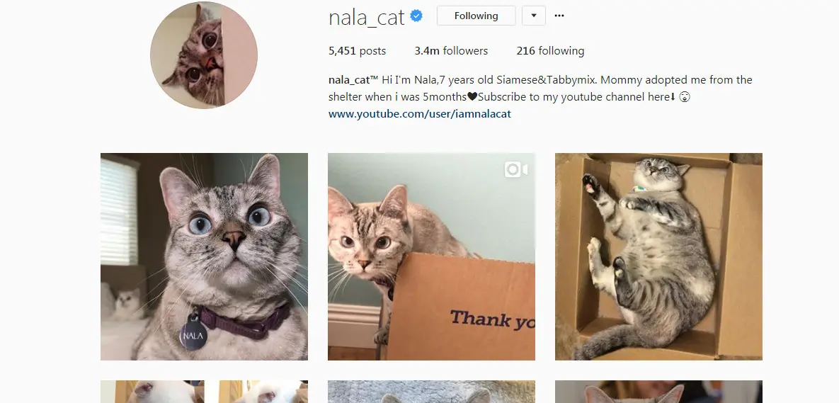 	Akun Instagram Nala Cat (Sumber: Instagram/ @nala_cat)