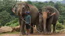 Seorang mahout atau penjaga gajah berdiri di samping kawanan gajah di Panti Asuhan Gajah Pinnawala di Pinnawala, Kolombo (11/8/2020). Hari Gajah Sedunia dirayakan setiap tahun pada 12 Agustus untuk menyebarkan kesadaran tentang pelestarian dan perlindungan gajah. (AFP/Lakruwan Wanniarachchi)