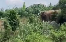 Konflik Gajah vs Manusia Kembali Terjadi di Way Kambas, Pemda Janjikan Ganti Rugi