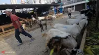 [VIDEO] Harga Kambing Meroket dari Rp 700 Ribu Jadi Rp 1,7 Juta