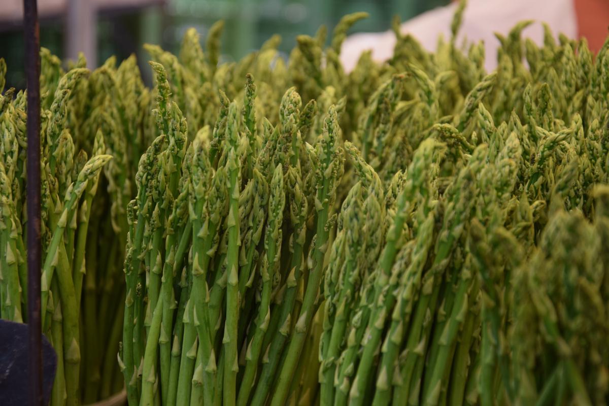 Tanaman Hias Asparagus
