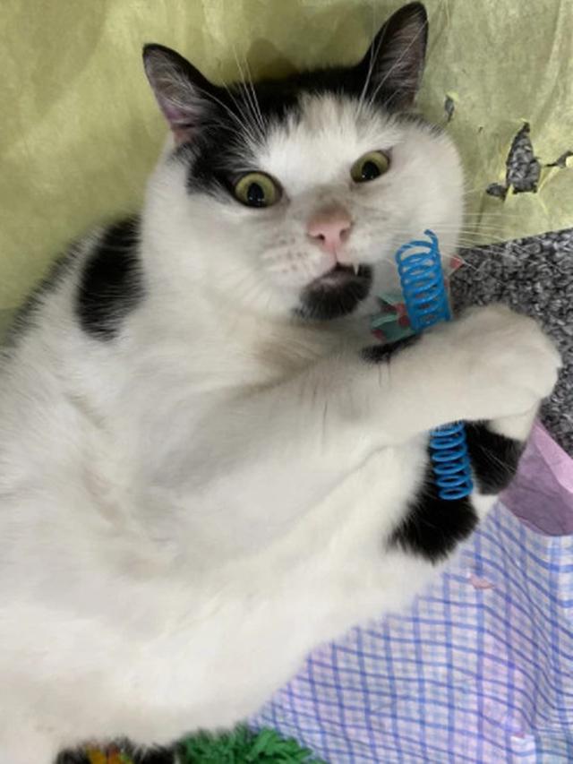 Punya Kucing Rakus, Wanita Ini Terpaksa Kunci Lemari Agar Makanannya Tak Dicuri