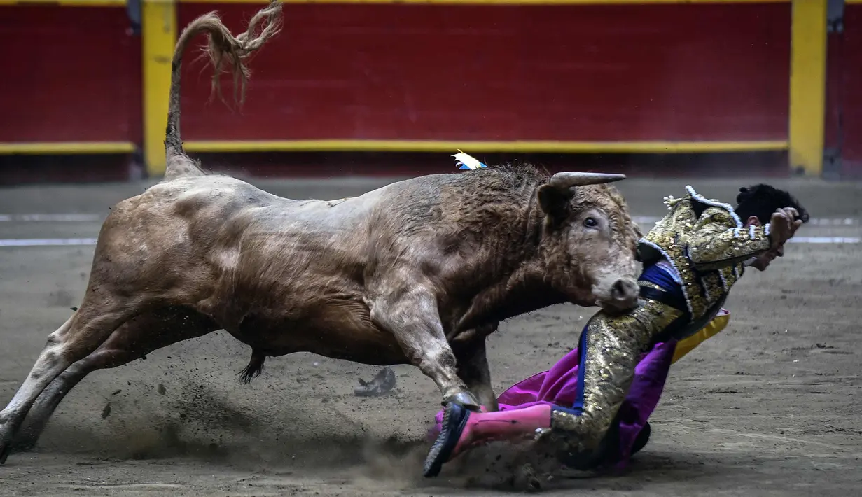 Matador asal Kolombia, Guillermo Valencia saat diseruduk banteng di arena adu banteng La Macarena di Medellin, Kolombia, (3/2). (AFP Photo/Joaquin Sarmiento)