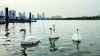 Sekumpulan robot angsa yang digunakan untuk mengecek kualitas air bersih Singapura - AP