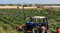 Petani Palestina memetik semangka selama musim panen di tengah pandemi virus corona di Beit Lahia di Jalur Gaza utara dekat perbatasan dengan Israel (18/6/2021). (AFP/Mohammed Abed)