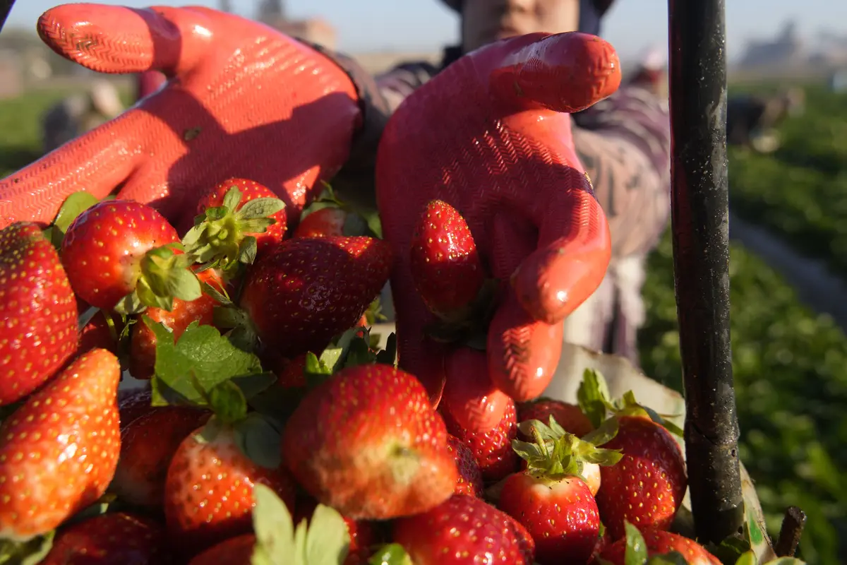 Ilustrasi Buah Stroberi yang Dipetik oleh Petani di Mesir Saat Musim Dingin  (AP Photo/Amr Nabil)