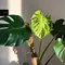 Perbedaan Monstera dan Philodendron Lengkap Cara Perawatannya