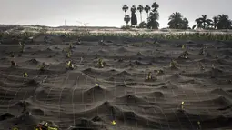 Kebun pisang terbengkalai dan tertutup abu dari gunung berapi Cumbre Vieja di pulau Canary La Palma, Spanyol, Rabu (27/10/2021). Penduduk di Pulau La Palma menghadapi kemungkinkan gempa yang lebih kuat yang bisa memperparah kerusakan oleh muntahan lava gunung tersebut. (AP Photo/Emilio Morenatti)