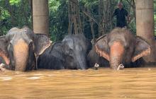 FOTO: Kasihan, Gajah-Gajah di Thailand Terjebak Banjir Parah