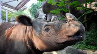Harapan, badak sumatera kelahiran Amerika Serikat. (Cincinnati Zoo/Vicki Croke/Thewildlife.wbur.org)