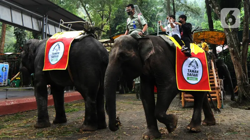 Taman Safari Indonesia Ramai Dikunjungi Wisatawan