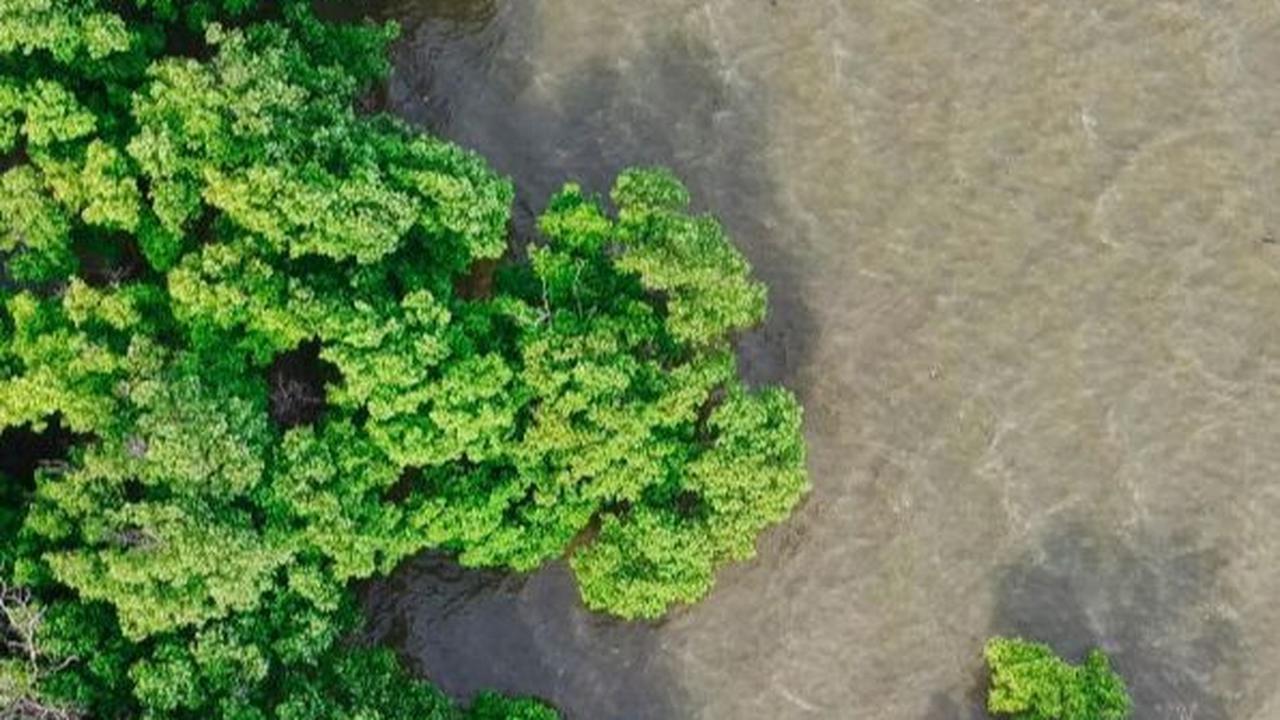 KLHK dan Pupuk Kaltim Kolaborasi Pulihkan Ekosistem Konservasi Taman Nasional Kutai, Ini Program Dijalankan