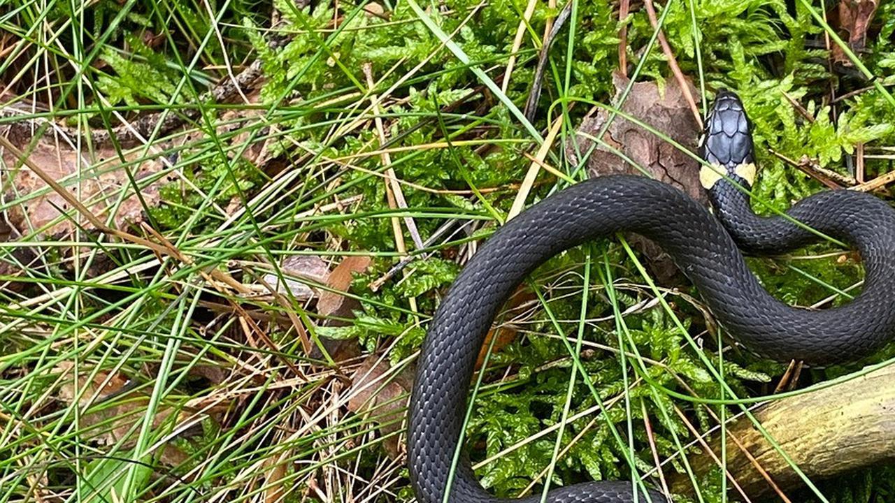 Peran Ular dalam Ekosistem Sawah: 12 Jenis yang Bantu Petani Mengendalikan Tikus