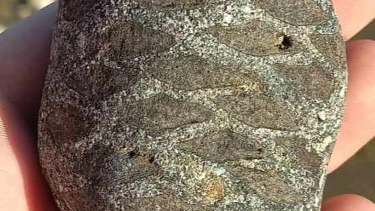 Bukan Sembarang Batu, Pemandu Turis Temukan Fosil Buah Pinus Berusia 115 Juta Tahun di Pinggir Pantai