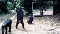 Menjebak Hewan Bercermin, Ada yang Kaget Lihat Tampangnya 