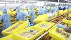 Pekerja mengolah ikan di pabrik sebuah perusahaan makanan di Donggang, Provinsi Liaoning, China, 10 September 2020. Perusahaan-perusahaan produk ikan di Donggang sedang mengembangkan sejumlah produk olahan baru dan memperluas saluran pemasaran untuk memastikan penjualan mereka. (Xinhua/Yao Jianfeng)