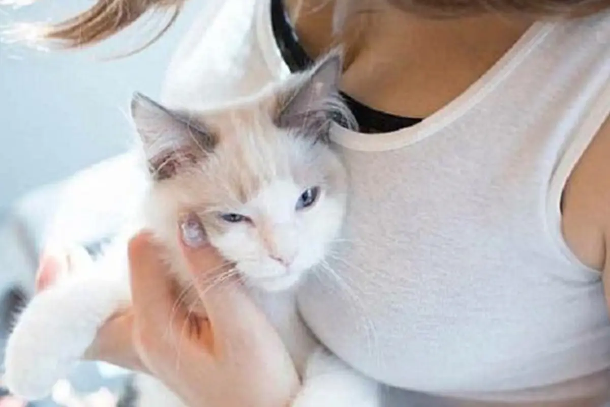 Sedang Tren di Jepang Cat Boobs Fotografi, Seperti Apa Itu?