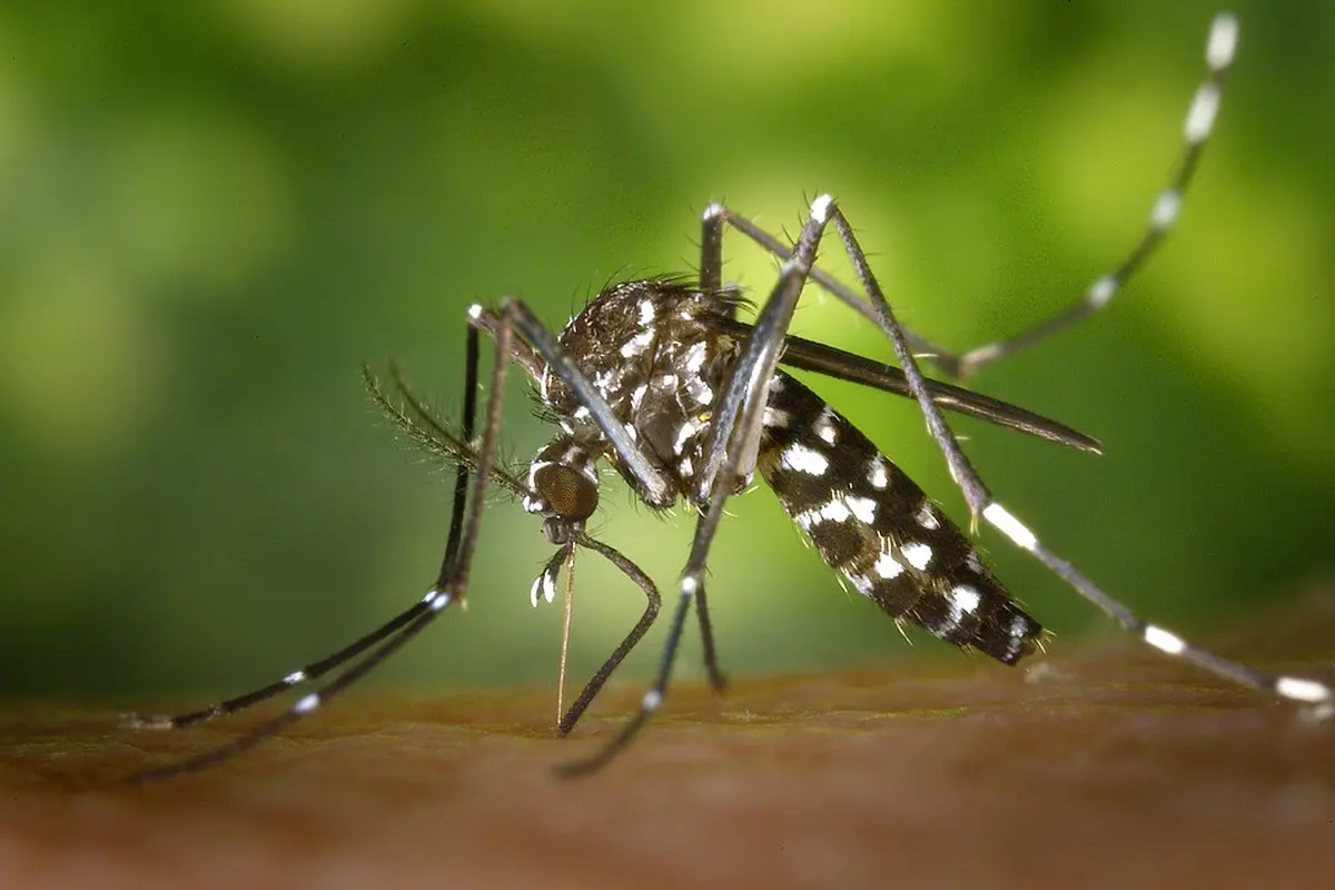 Nyamuk Aedes aegypti