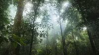 Hutan Hujan Tropis (Sumber: Pixabay)