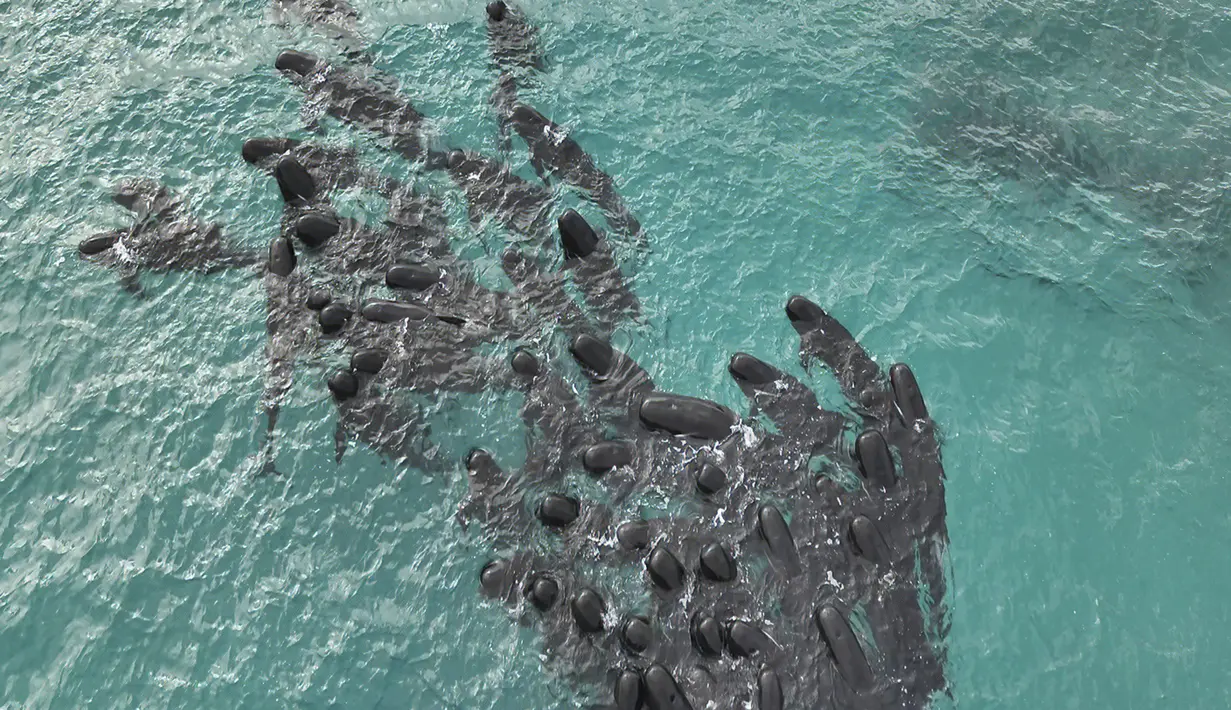 Foto udara selebaran yang diambil pada 25 Juli 2023 dan dirilis oleh Departemen Keanekaragaman Hayati, Konservasi, dan Atraksi Australia Barat, menunjukkan 60-70 paus pilot berkumpul sebelum banyak yang terdampar di Pantai Cheynes dekat Albany di Australia Barat.  (WA Department of Biodiversity, Conservation and Attractions / AFP)
