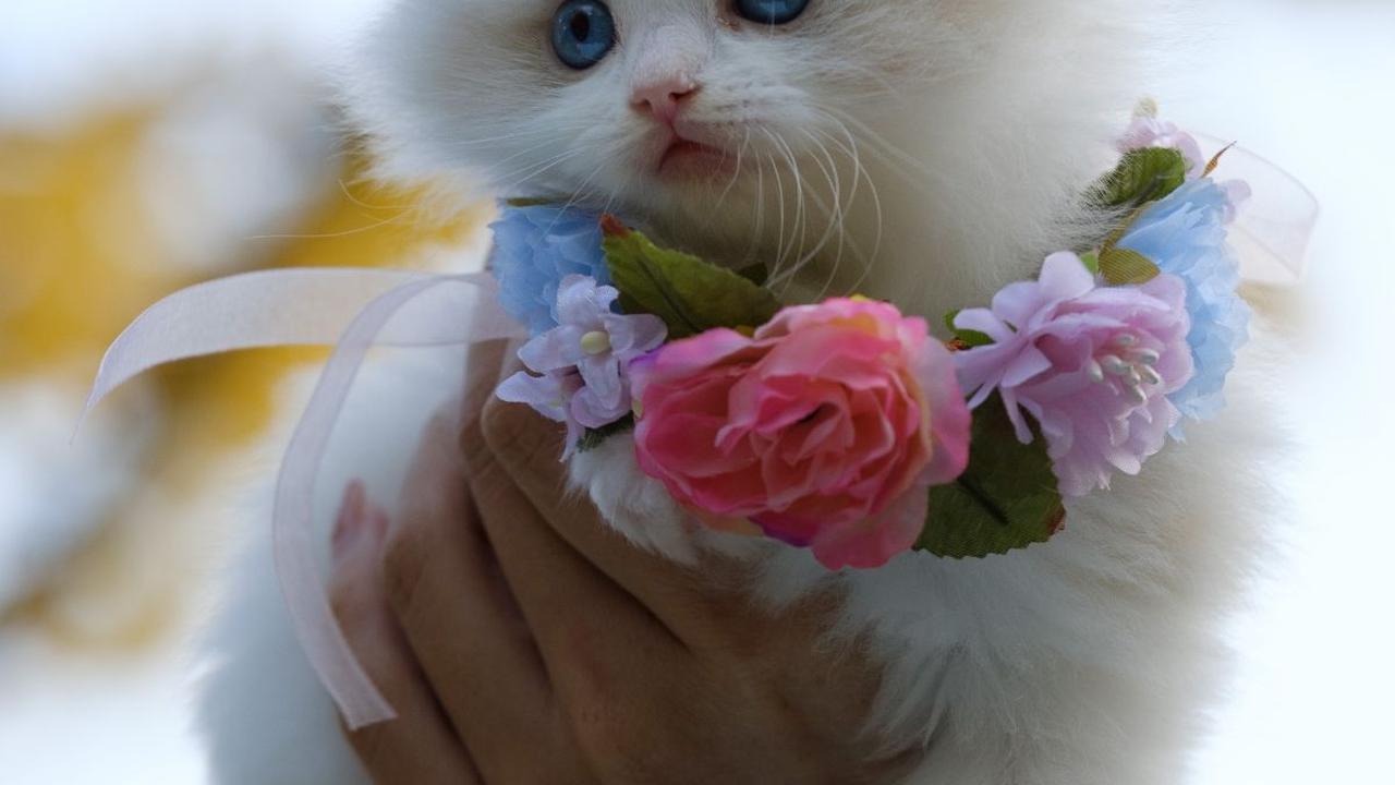 Nama Kucing Betina M – O