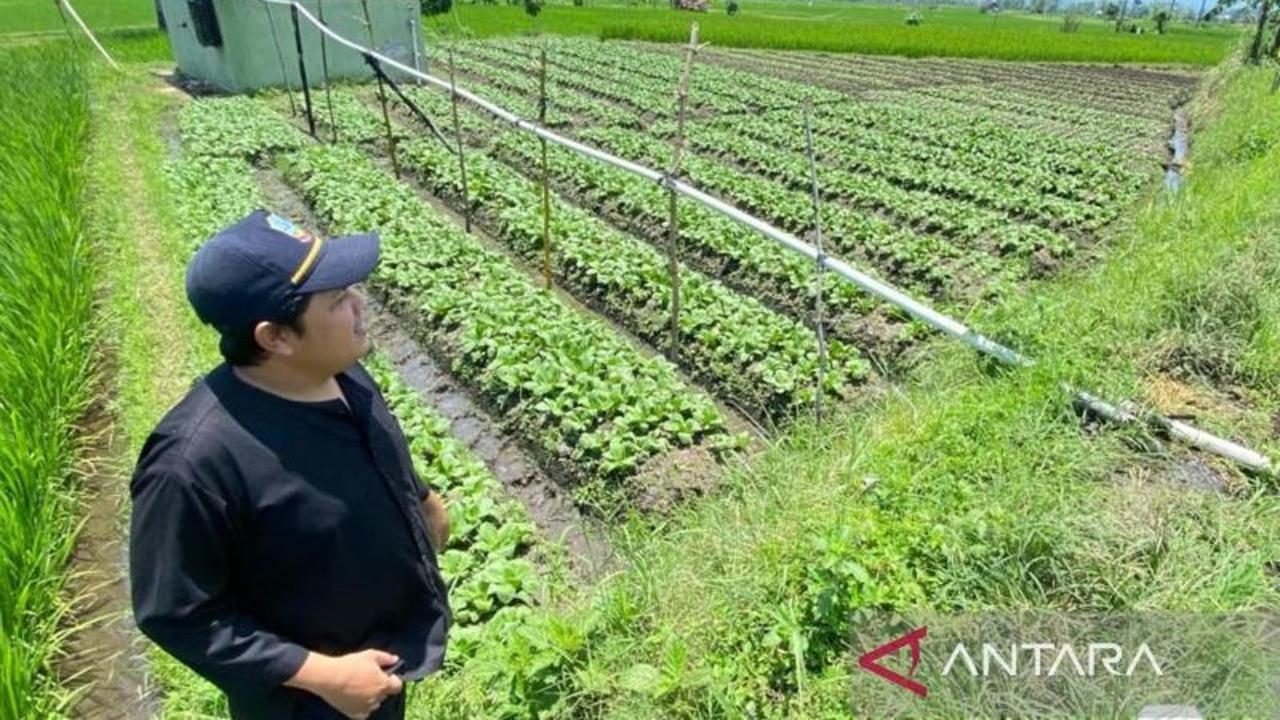 Langkah Antisipasi Kemarau, Ribuan Hektare Lahan Asuransi Pertanian Garut Lindungi Petani dari Gagal Panen