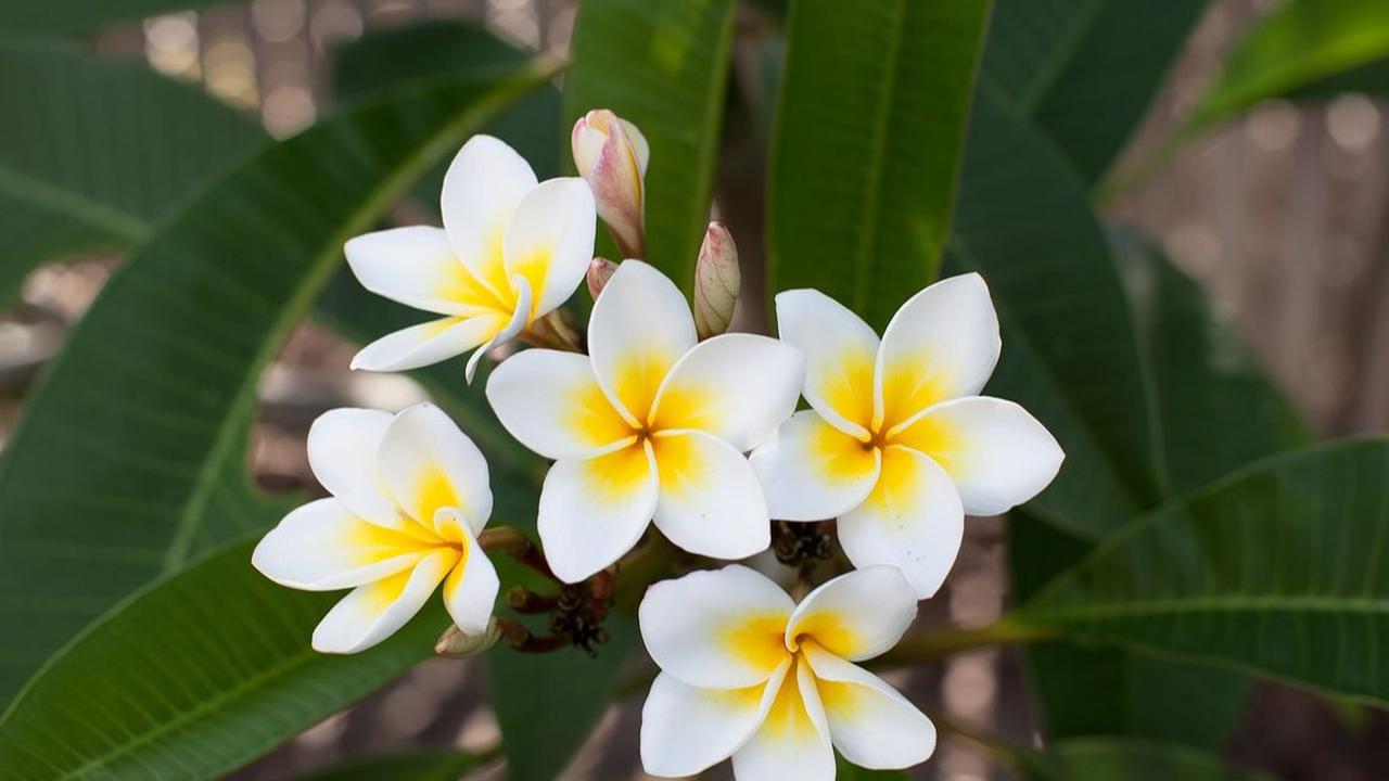 Plumeria Rubra