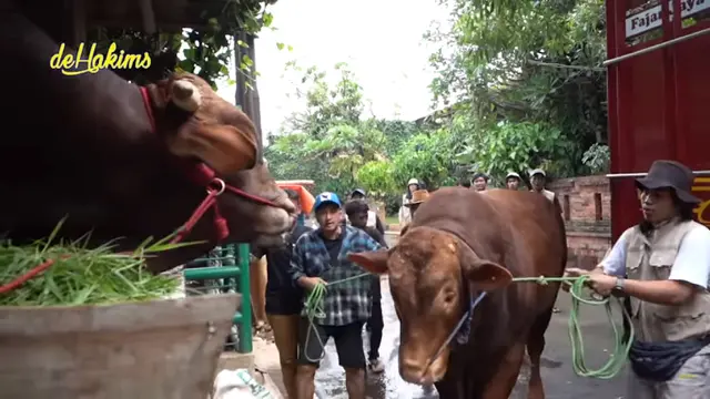 Sapi Kurban Jumbo Golden dan Wariso Bertemu