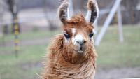 50 Llama Jokes So Good You’ll Spit Out Your Drink