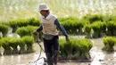 Petani menanam padi di sawah kawasan Tangerang, Banten, Jumat (7/8/2020). Badan Pusat Statistik (BPS) merilis PDB sektor pertanian menjadi penyumbang tertinggi terhadap pertumbuhan ekonomi nasional pada triwulan II 2020. (Liputan6.com/Angga Yuniar)