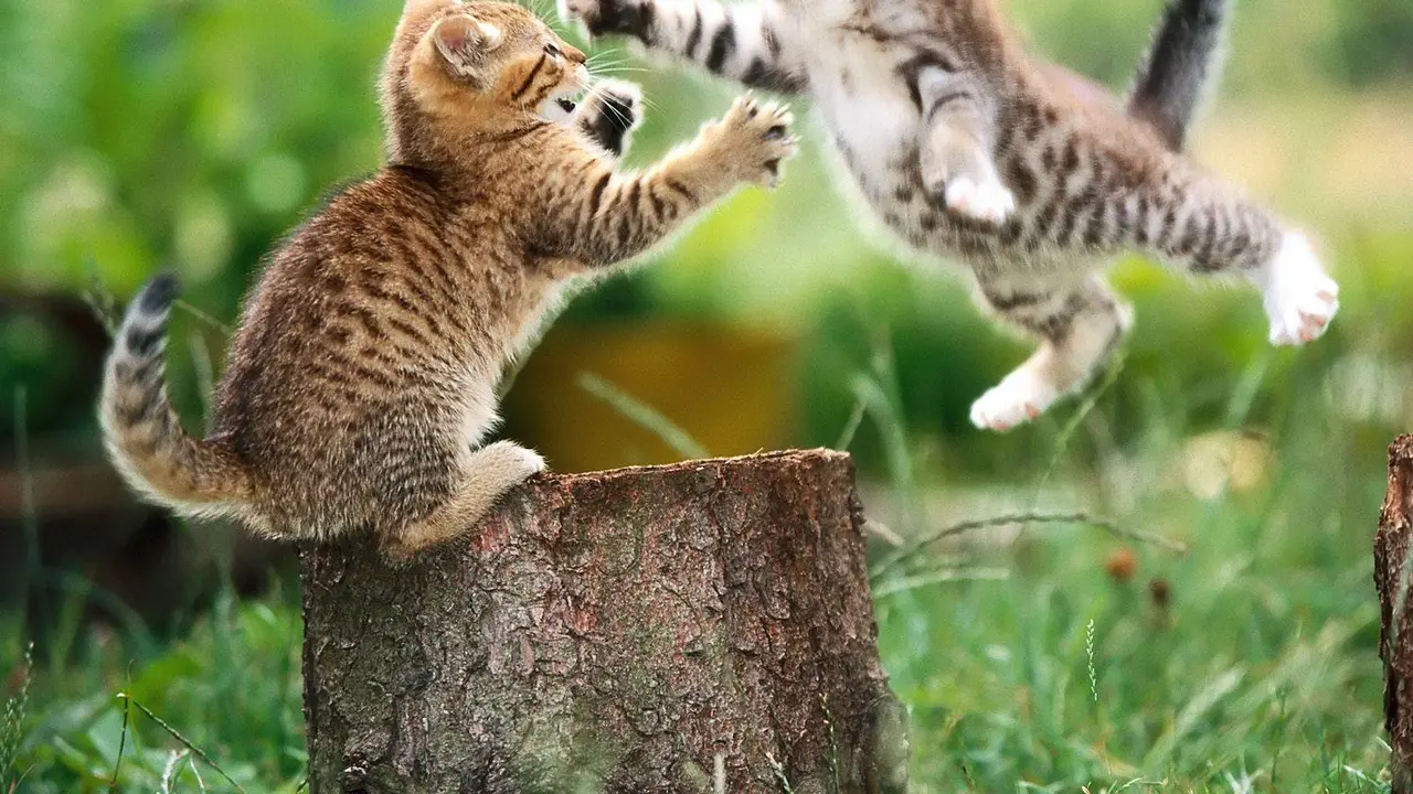 Nonton Pertandingan Tinju, Kucing Ini Ikut Main Tinju