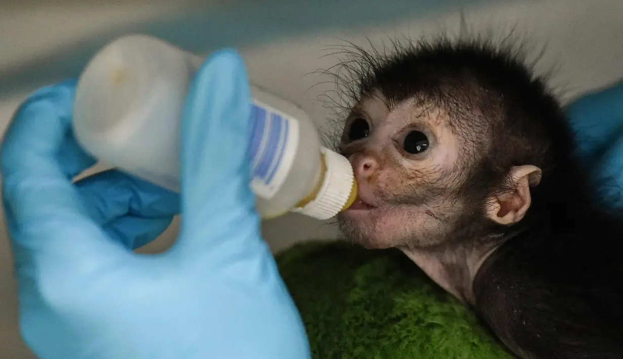 Olivia, seekor monyet laba-laba berusia 25 saat diberi susu di klinik kebun binatang Cali, di Kolombia (19/10). Olivia ditemukan tidak sadar sekitar seminggu yang lalu usai terjatuh dari pelukan ibunya. (AFP Photo/Luis Robayo)
