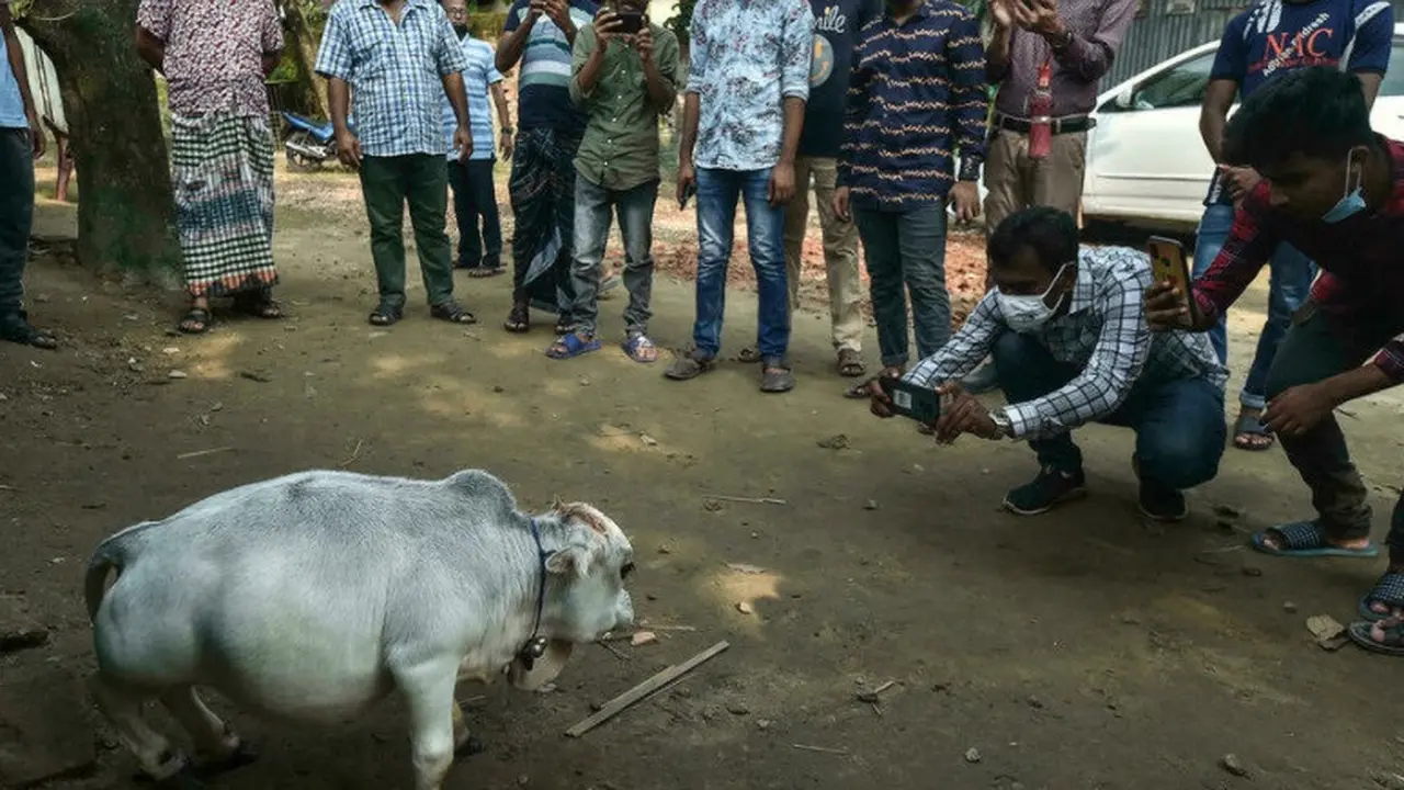 Sapi kerdil di Bangladesh. (AFP)